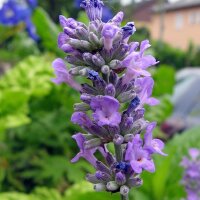 Echter Lavendel (Lavandula angustifolia) Bio Saatgut