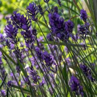 Echter Lavendel (Lavandula angustifolia) Bio Saatgut