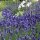 Echter Lavendel (Lavandula angustifolia) Bio Saatgut