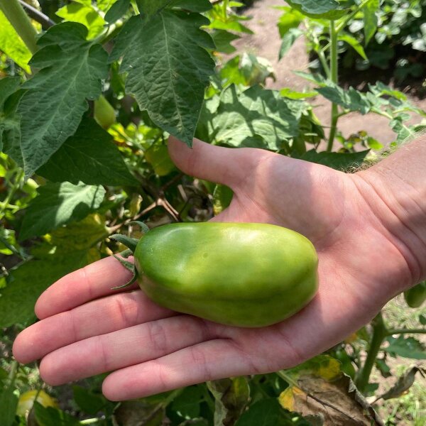 Tomate 'San Marzano' (Solanum lycopersicum) Bio Saatgut