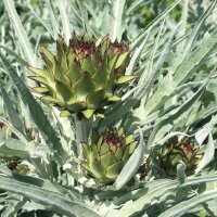 Artischocke Imperial Star (Cynara scolymus) Bio Saatgut