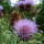 Artischocke Imperial Star (Cynara scolymus) Bio Saatgut