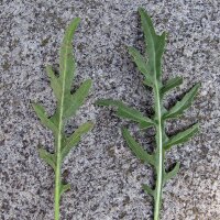 Rauke Esmee / Garten-Senfrauke / Rucola (Eruca vesicaria subsp. sativa) Bio Saatgut
