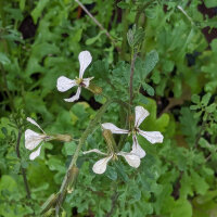 Rauke Esmee / Garten-Senfrauke / Rucola (Eruca vesicaria subsp. sativa) Bio Saatgut