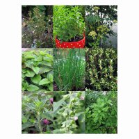Mehrjährige Küchenkräuter für den Garten - Samenset