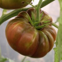 Tomate Ananas Noire (Solanum lycopersicum) Samen