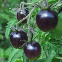 Tomate Indigo Rose (Solanum lycopersicum) Samen