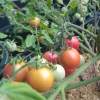 Tomate Gartenperle (Solanum lycopersicum) Samen