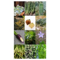 Gourmet-Gemüse & besondere Kräuter - Samenset