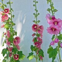 Gewöhnliche Stockrose-Mischung (Alcea rosea) Bio...