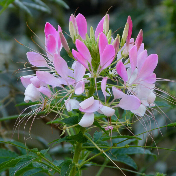 Rosa Spinnenblume (Cleome spinosa) Bio Saatgut