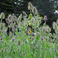 Wilde Karde (Dipsacus fullonum) Bio Saatgut