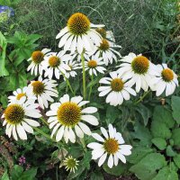 Weißer Sonnenhut White Swan (Echinacea purpurea) Bio Saatgut