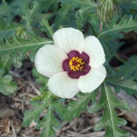 Stundenblume (Hibiscus trionum) Bio Saatgut