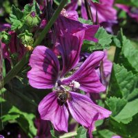 Mauretanische Malve  (Malva sylvestris ssp. mauritiana) Bio