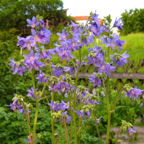 Jakobsleiter (Polemonium caerulum) Bio Saatgut