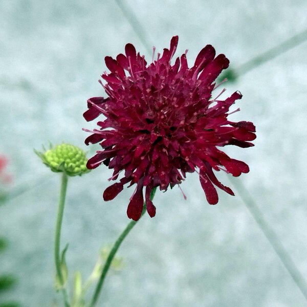 Schwarze Garten-Skabiose (Scabiosa atropurpurea) Bio Saatgut