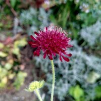 Schwarze Garten-Skabiose (Scabiosa atropurpurea) Bio Saatgut