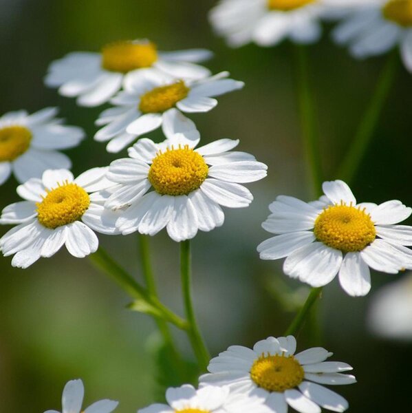 Mutterkraut (Tanacetum panthenium) Bio Saatgut