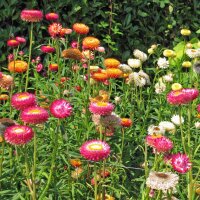 Goldstrohblume / Garten-Strohblume (Xerochrysum...