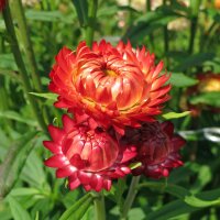 Goldstrohblume / Garten-Strohblume (Xerochrysum bracteatum) Bio Saatgut