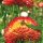 Goldstrohblume / Garten-Strohblume (Xerochrysum bracteatum) Bio Saatgut