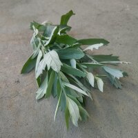 Steppenbeifuß (Artemisia ludoviciana) Samen