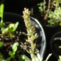 Steppenbeifuß (Artemisia ludoviciana) Samen