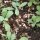 Steppenbeifuß (Artemisia ludoviciana) Samen