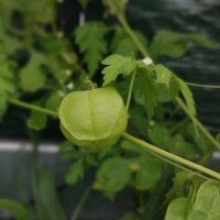 Ballonrebe / Blasen-Herzsame (Cardiospermum halicacabum) Bio Saatgut