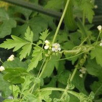 Ballonrebe / Blasen-Herzsame (Cardiospermum halicacabum)...