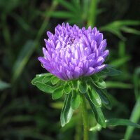 Krallenaster (Callistephus chinensis) Bio Saatgut