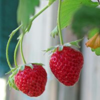 Monatserdbeere (Fragaria vesca var. semperflorens) Bio...