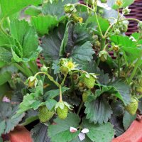 Monatserdbeere (Fragaria vesca var. semperflorens) Bio...