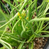Bulbine / Katzenschwanzpflanze (Bulbine frutescens) Bio