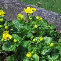 Sumpfdotterblume (Caltha palustris) Bio Saatgut