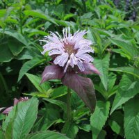 Wilde Bergamotte/ Oswego-Tee (Monarda fistulosa var....