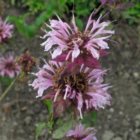 Wilde Bergamotte/ Oswego-Tee (Monarda fistulosa var....