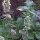 Zitronen-Katzenminze / Weisse Melisse (Nepeta cataria ssp. citriodora) Bio Saatgut