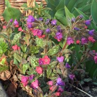 Echtes Lungenkraut (Pulmonaria officinalis) Bio Saatgut