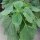 Mexikanische Chia (Salvia hispanica) Bio Saatgut