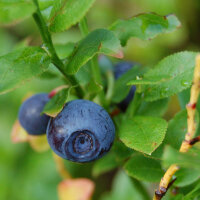 Waldheidelbeere / Blaubeere (Vaccinium myrtillus) Bio...