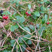 Wilde Preiselbeere (Vaccinium vitis-idaea) Bio Saatgut