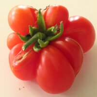 Reisetomate (Solanum lycopersicum) Bio Saatgut