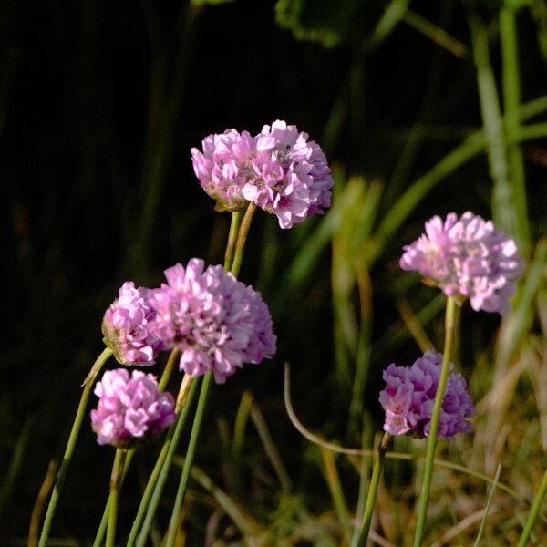 Strand-Grasnelke (Armeria maritima) Samen