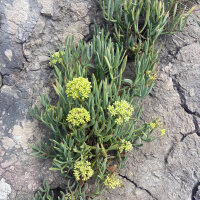 Meerfenchel (Crithmum maritimum) Samen