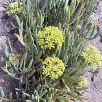 Meerfenchel (Crithmum maritimum) Samen