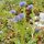 Gemeine Kugelblume (Globularia punctata)  Samen