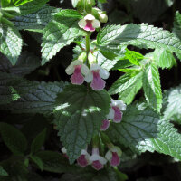 Immenblatt (Melittis melissophyllum)  Samen