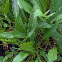 Strand-Aster (Tripolium pannonicum) Samen